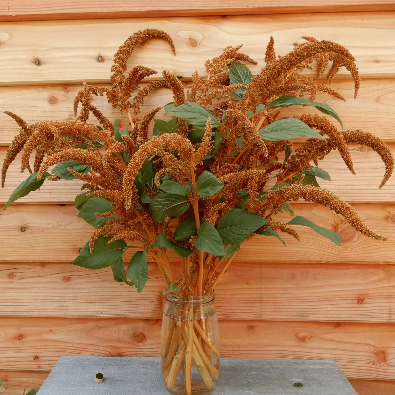 Amaranthus Hot Biscuit Seed