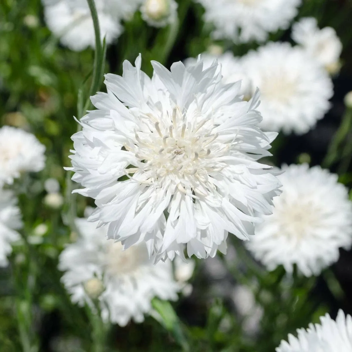 Bachelors Button Snowman Seed