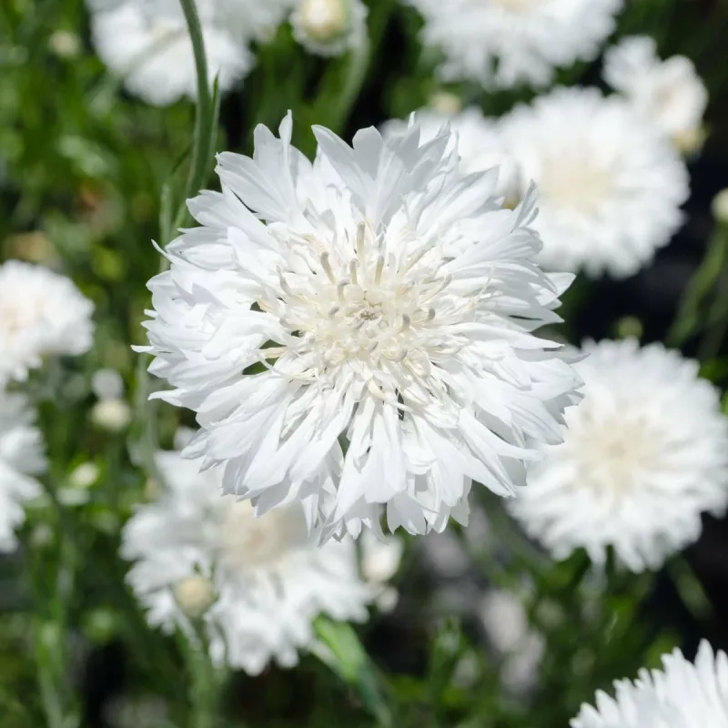 Bachelors Button Snowman Seed