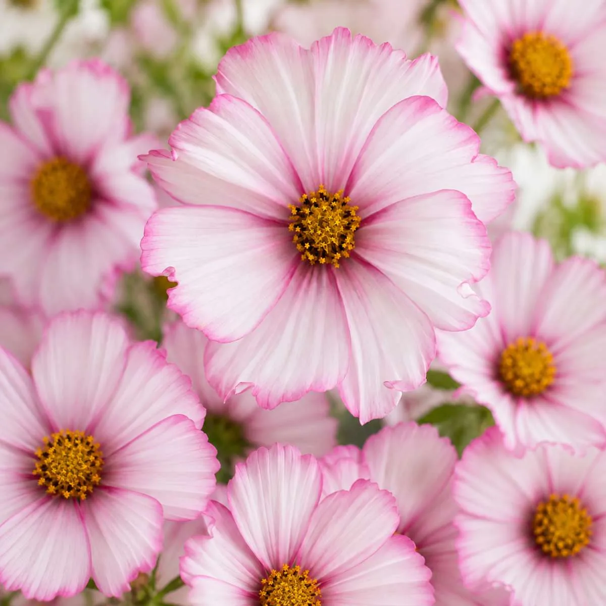 Cosmos Pink Picotee Seed