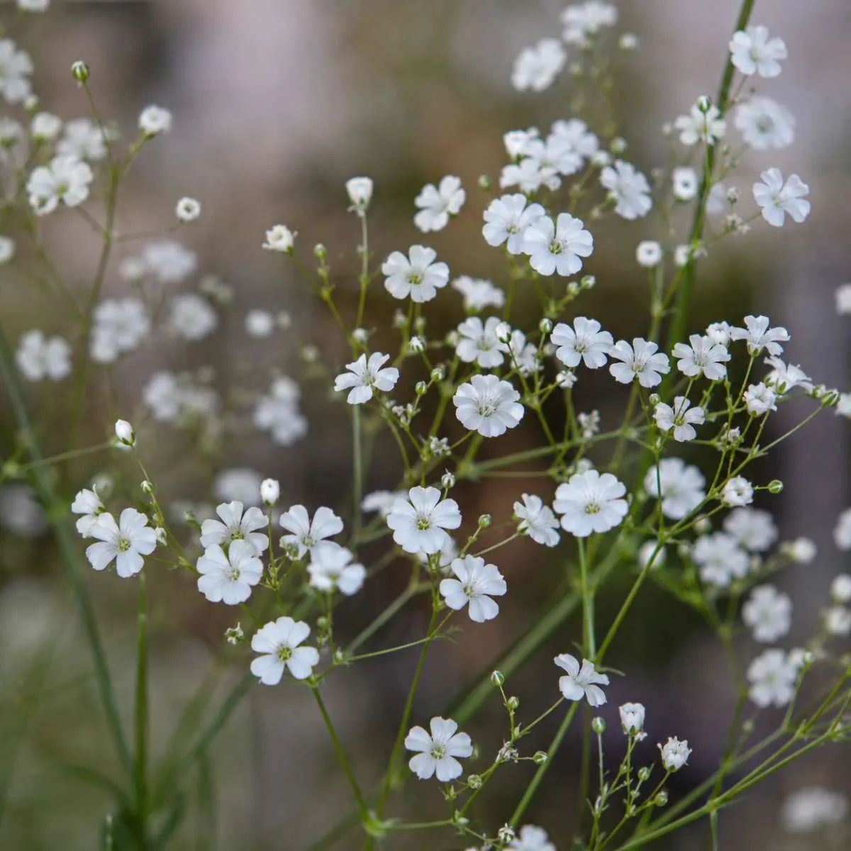 Gypsophila Single White Seed