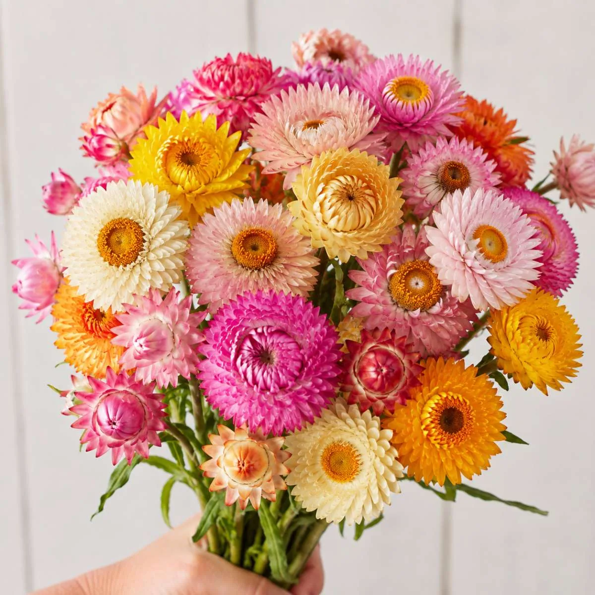Helichrysum Swiss Giants Mix Seed