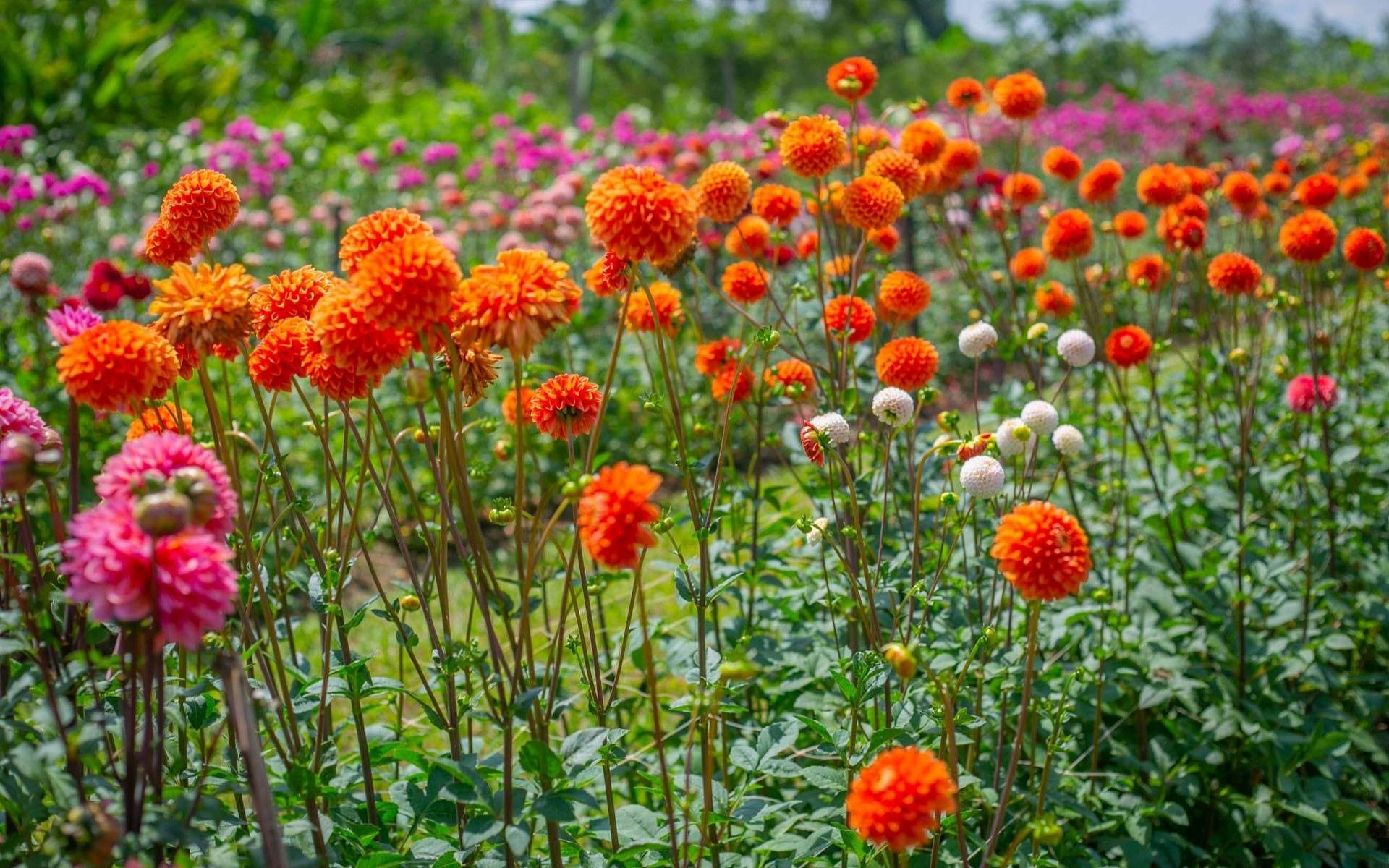 Why Buy Flowers From a Local Johannesburg Flower Farmer?