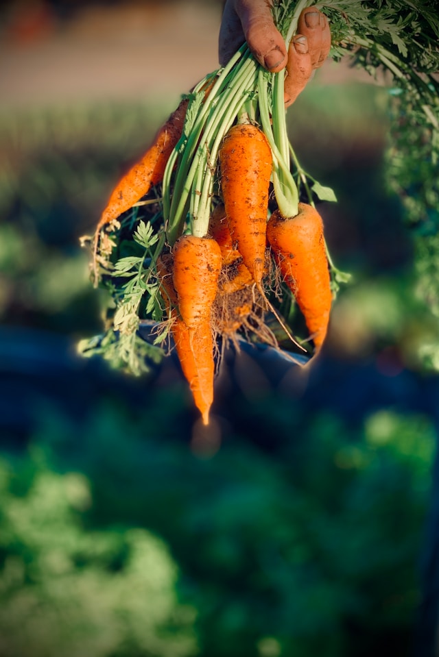 Edible garden design in Johannesburg