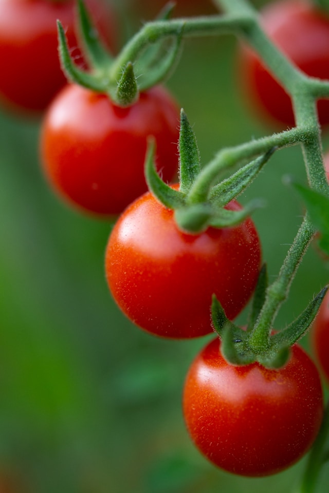 Vegetable garden planning for Johannesburg homes